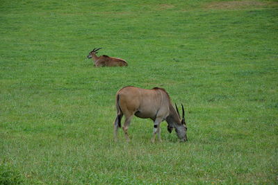Antelope grazing on grassy field