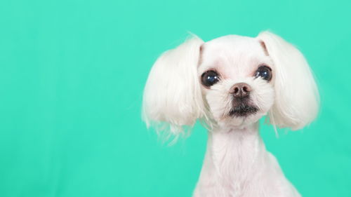 Close-up of dog against turquoise background