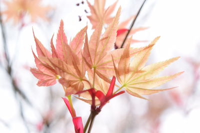 Close-up of red flower