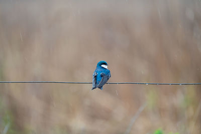 animal wildlife