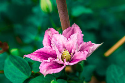 Close-up of pink flower