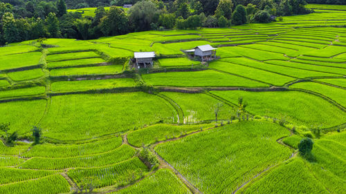 Scenic view of agricultural field