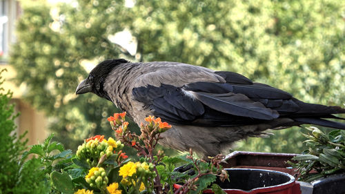 Close-up of bird perching on plant