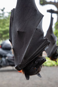 Close-up of a bird