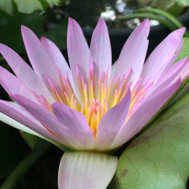 flower, petal, freshness, fragility, flower head, water lily, beauty in nature, growth, pink color, close-up, single flower, nature, lotus water lily, plant, pond, purple, water, blooming, focus on foreground, in bloom