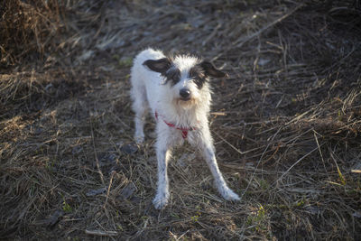 Dog for a walk in the forest. pets frolic in the sun. white and black dogs in the park. 