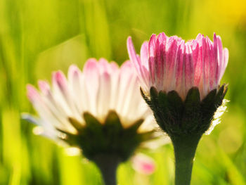 Close-up of pink flower blooming outdoors