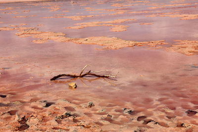 High angle view of bird flying over beach