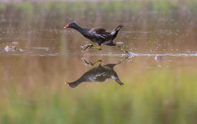 Bird flying over lake