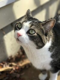 Close-up of cat at home