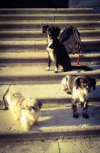 domestic animals