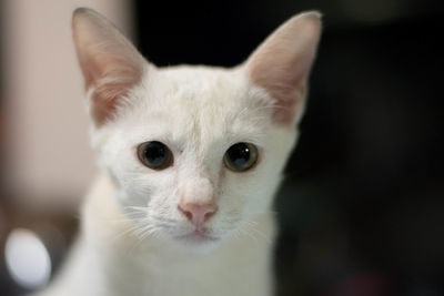 Close-up portrait of a cat