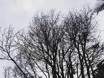 Low angle view of bird on tree against sky