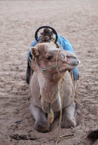 Camel relaxing at desert