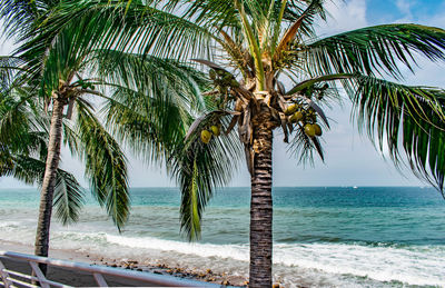 Palm trees on beach against sky
