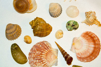 Set of various sea shells closeup on the white background