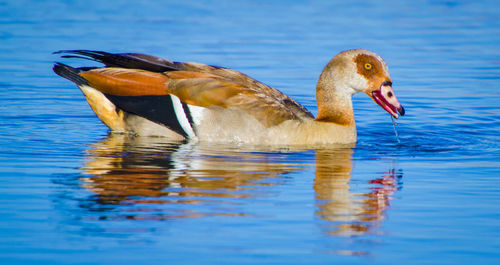 Duck swimming in lake