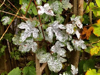 Close-up of wet leaves growing on tree