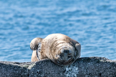 Harbor seal power nap