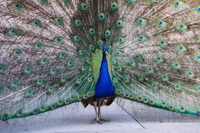 Close-up of peacock