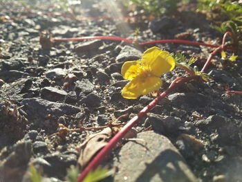 Close-up of fresh yellow flower