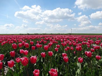 Red tulips blooming in field