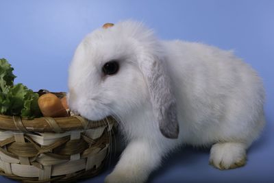 Close-up of white horse in basket