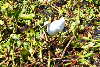 High angle view of white flower plants