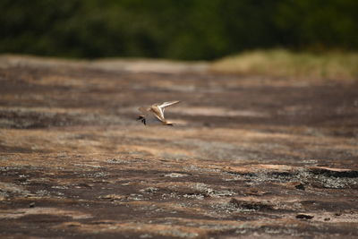 Bird flying over a field