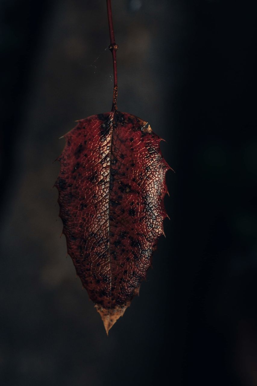 CLOSE-UP OF DRY FRUITS HANGING ON PLANT