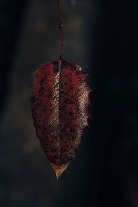 Close-up of dried fruits on plant