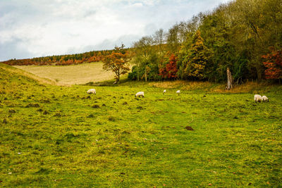 Sheep grazing in a field