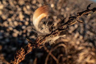 Close-up of dried plant