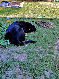 Dog on grass