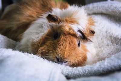 Close-up of guinea pig resting on bed
