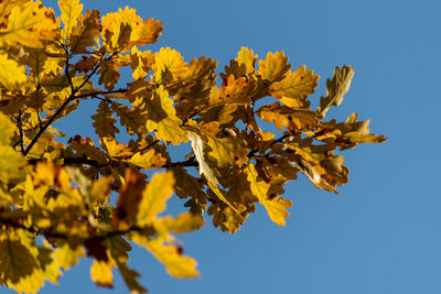 Low angle view of yellow flowering plant against clear sky