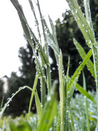 Close-up of grass growing on field