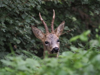 Portrait of deer