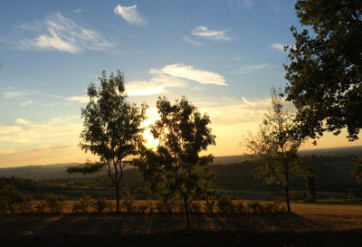 Silhouette trees on field against sky during sunset