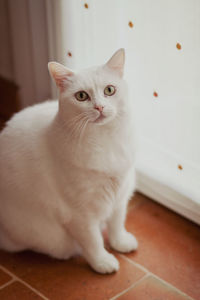 Portrait of cat