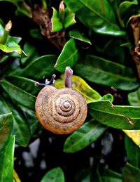 Close-up of snail on leaf