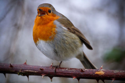 Close-up of robin perching on branch