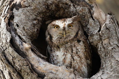 Full frame shot of tree trunk with à owl