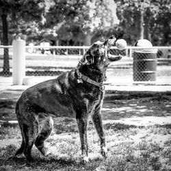 Dog catching ball while standing on field