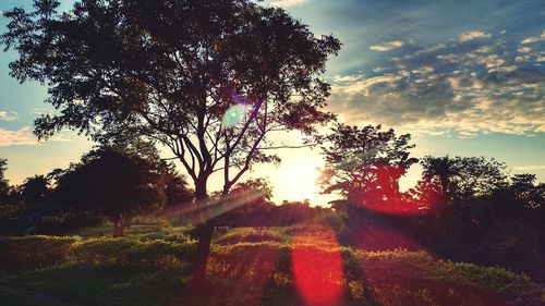 Trees on landscape against sky