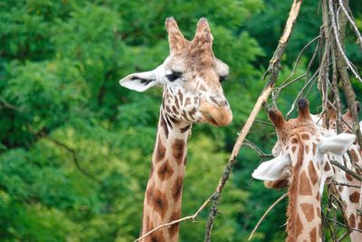 Giraffe in a forest