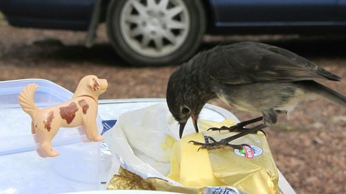 Full length of hand feeding bird