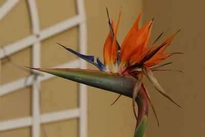 Close-up of orange flowering plant