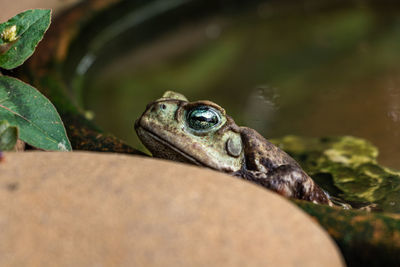 Close-up of frog