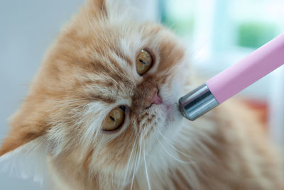 Close-up portrait of cat